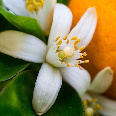 neroli meaning
